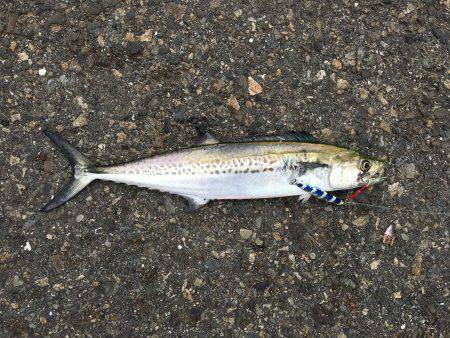 日本海エギングからの